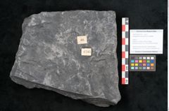 Foto (Objekt + Etikett) von Noeggerathia palmaeformis Goeppert (NHMW-GEO-2024-0188-10745)
